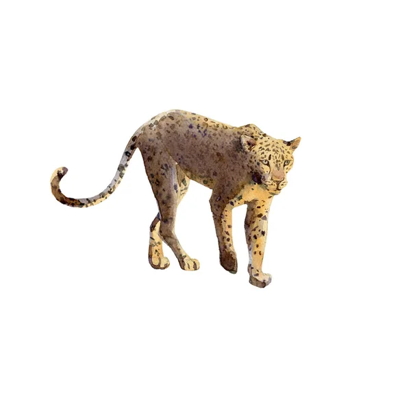 Handpainted watercolor leopard illustration isolated on white — ストック写真