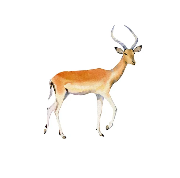 Ilustração pintada à mão da impala da aquarela isolada no branco — Fotografia de Stock