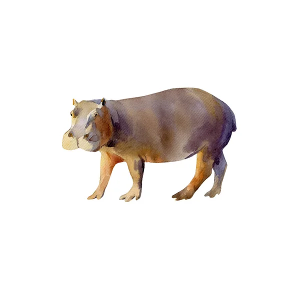Ręcznie Malowany Akwarela Ilustracja Widok Boku Masywnego Hippo Spaceru Izolowany — Zdjęcie stockowe