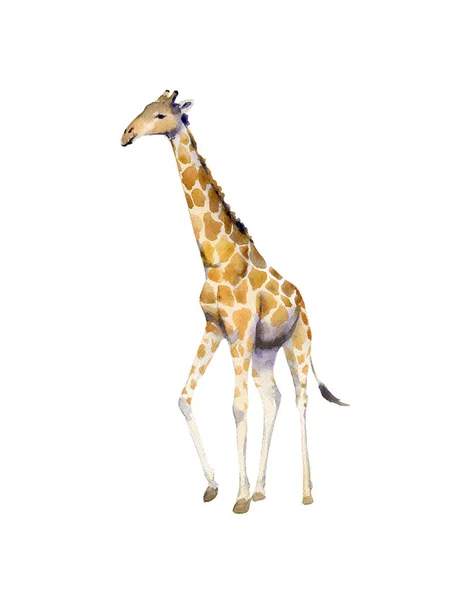 Handbeschilderde Aquarel Illustratie Zijaanzicht Van Een Prachtige Giraffe Wandelen Geïsoleerd Stockfoto