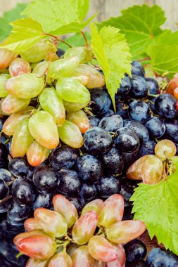 bir tepsi üzerinde olgunlaşmış sulu üzüm.
