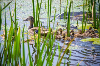 su yaban ördekleri. 