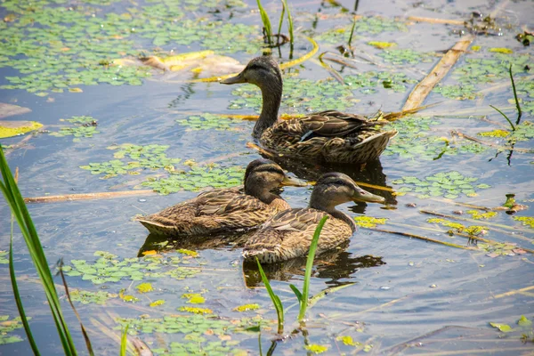 Vatten vilda ankor. — Stockfoto