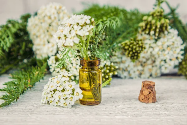 Olio essenziale di achillea — Foto Stock