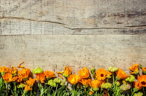 Kräutercalendula officinalis auf Holzgrund (Platz für Text)). — Stockfoto