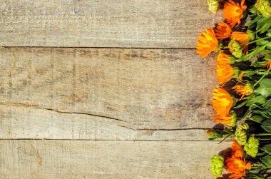 ahşap arka plan (metin için yer üzerinde ot calendula officinalis).