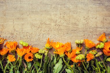 ahşap arka plan (metin için yer üzerinde ot calendula officinalis).