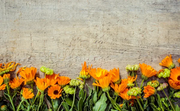 Herbe calendula officinalis sur fond bois (espace pour le texte ). — Photo