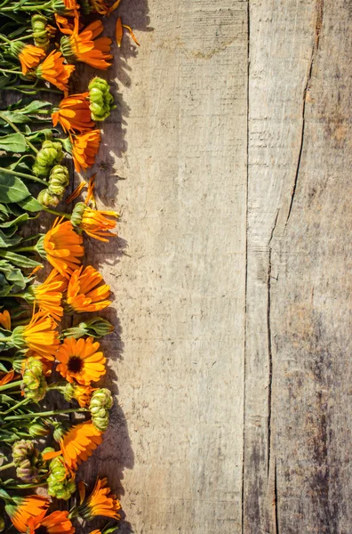 Kräutercalendula officinalis auf Holzgrund (Platz für Text)). — Stockfoto