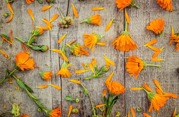 Herb calendula officinalis på trä bakgrund (utrymme för text). — Stockfoto