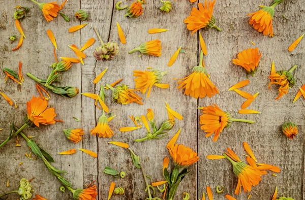 Kräutercalendula officinalis auf Holzgrund (Platz für Text)). — Stockfoto