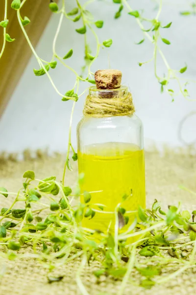 O óleo essencial de tomilho em uma pequena garrafa . — Fotografia de Stock