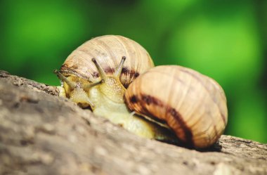 salyangoz portre. Seçici odak.