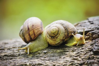 salyangoz portre. Seçici odak.