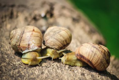 salyangoz portre. Seçici odak.