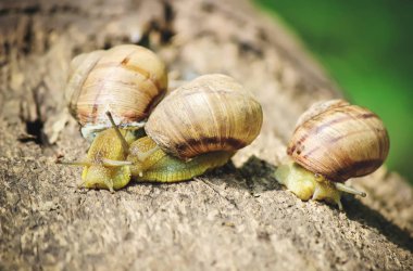 salyangoz portre. Seçici odak.