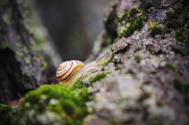 salyangoz portre. Seçici odak.