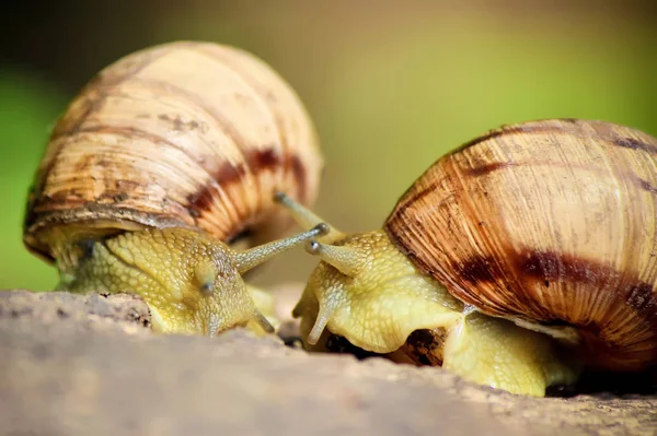 Caracol close-up. Foco seletivo . — Fotografia de Stock