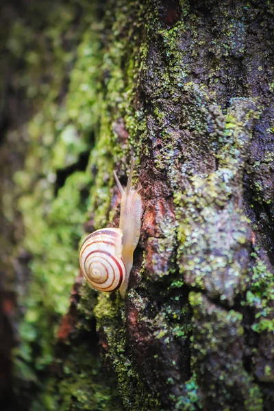 Snail closeup. Selective focus. — Stock Photo, Image