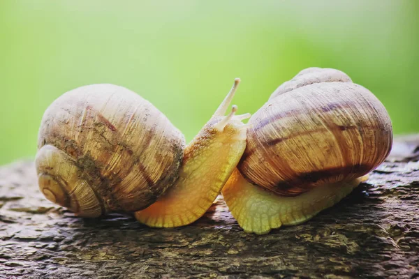 Snail closeup. Selective focus. — Stock Photo, Image