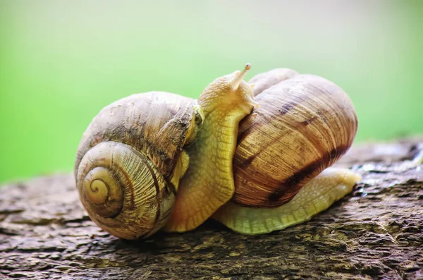 Snail closeup. Selective focus. — Stock Photo, Image