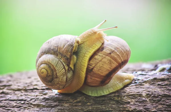 Snail closeup. Selective focus. — Stock Photo, Image