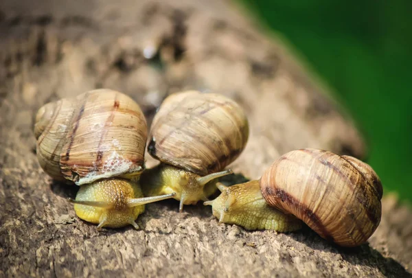 salyangoz portre. Seçici odak.