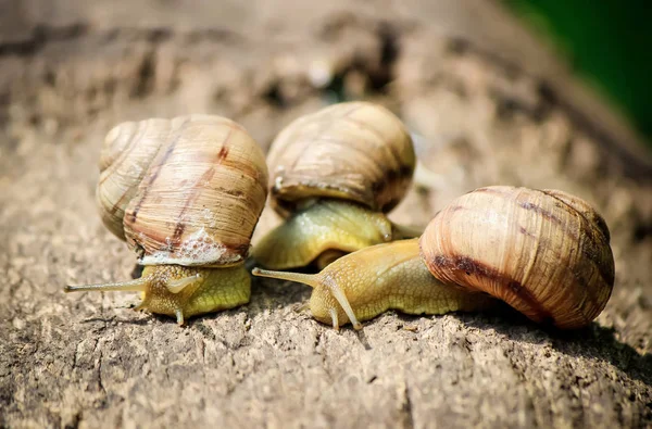 salyangoz portre. Seçici odak.