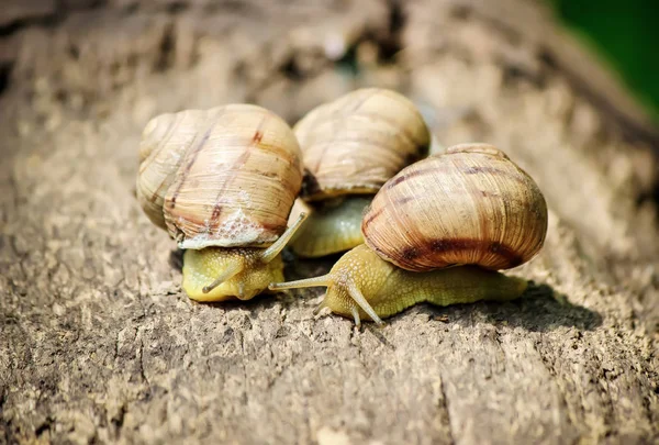 Snail closeup. Selective focus. — Stock Photo, Image