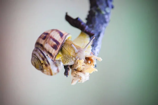 달팽이 근접 촬영. 선택적 초점. — 스톡 사진