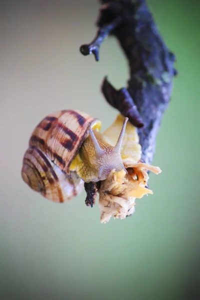 Snail closeup. Selective focus. — Stock Photo, Image