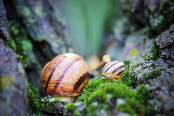 Primer plano de caracol. Enfoque selectivo . — Foto de Stock