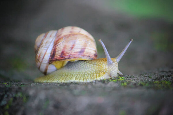 snail closeup. Selective focus.