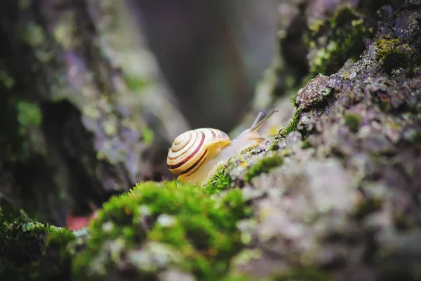 Snail closeup. Selective focus. — Stock Photo, Image