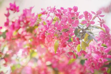 kiraz, Kırmızı elma çiçekli ağaçlar. 