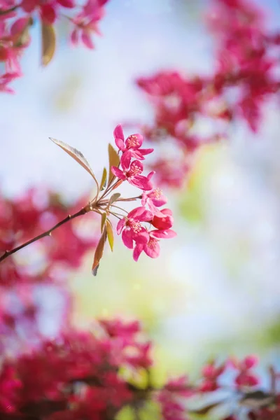 Blühende Bäume Kirsche, roter Apfel. — Stockfoto