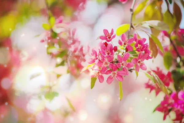 Árboles con flores cerezo, manzana roja . — Foto de Stock