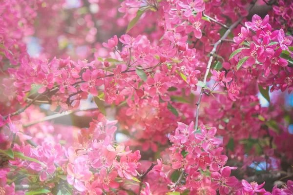 Árboles con flores cerezo, manzana roja . — Foto de Stock