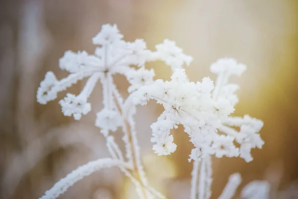 Achtergrond van de winter met sneeuw en vorst. — Stockfoto