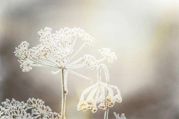 Achtergrond van de winter met sneeuw en vorst. — Stockfoto