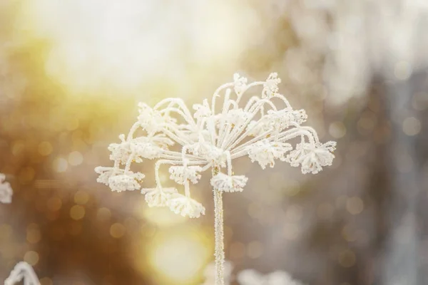 Achtergrond van de winter met sneeuw en vorst. — Stockfoto