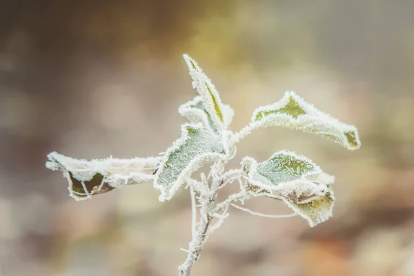 Achtergrond van de winter met sneeuw en vorst. — Stockfoto