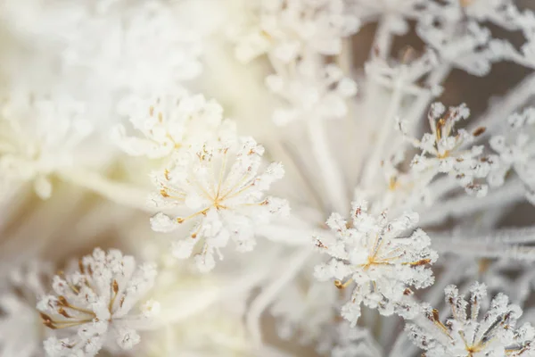 Achtergrond van de winter met sneeuw en vorst. — Stockfoto