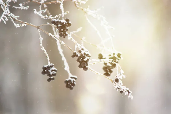 Fondo de invierno con nieve y heladas . —  Fotos de Stock