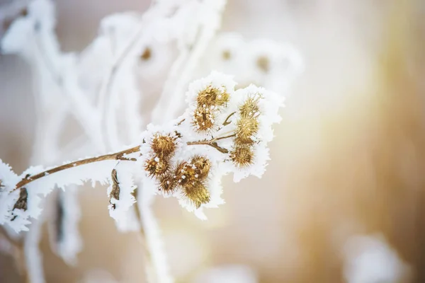 Achtergrond van de winter met sneeuw en vorst. — Stockfoto