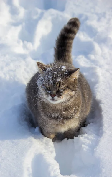 Серый кот в снегу. селективный фокус . — стоковое фото