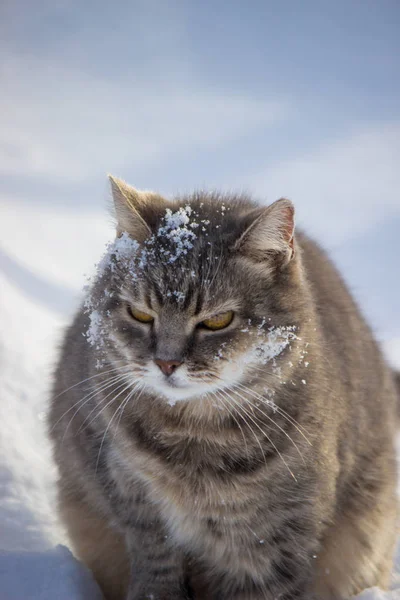Gray house cat in the snow. selective focus. — Stock Photo, Image