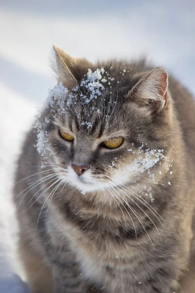 Gray house cat in the snow. selective focus. — Stock Photo, Image