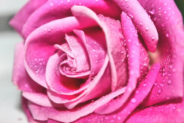 Roses in drops of water in large pan. selective focus. — Stock Photo, Image