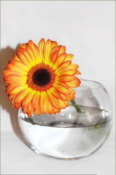 Gerbera in Wassertropfen in einem großen Topf in einer Vase. Selektiver Fokus. — Stockfoto